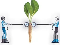 Единая теория поля: вопросы к «законам» Ньютона