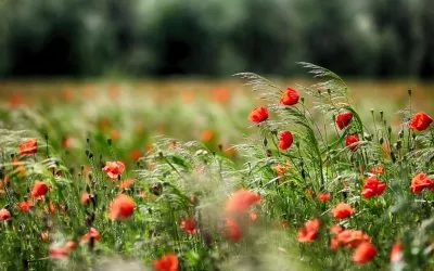 Страшная сказка про Крым