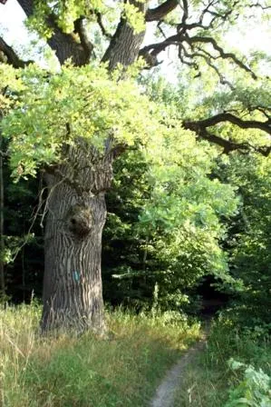 Сказки среди здесь. Бедлам в Голосеевском лесу