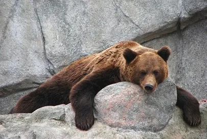 Сказки среди здесь. Санкции против Потапыча