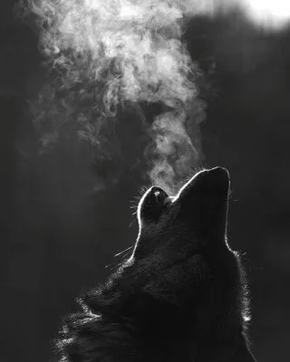 Культ волка: волк в поверьях славян