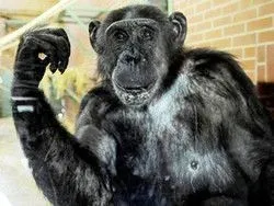 Первая попытка по суду узаконить Y-хромосомного Адама провалилась