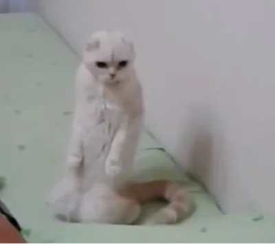 Их нравы: педрилы беснуются, раввины молчат. Новости Хазарского каганата от Эдуарда Ходоса. Выпуск 10 от 17.01.15 г.