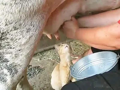 Правда и ложь о молоке и молочных продуктах