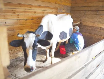 Правда и ложь о молоке и молочных продуктах
