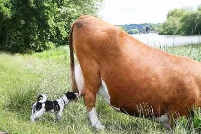 Правда и ложь о молоке и молочных продуктах