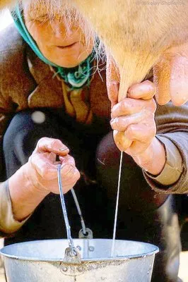 Правда и ложь о молоке и молочных продуктах