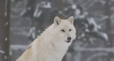 Как волки меняют реки