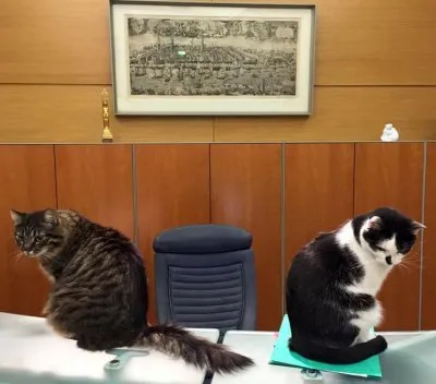 Почему коты Риги не знают латышского?