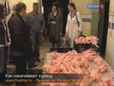 Как накачивают курицу.