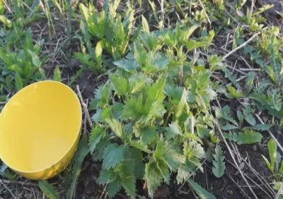 Простой метод очищения крови и лимфы