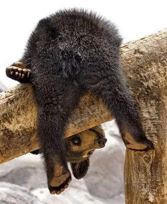 Путин VS Медведев: война кланов. Часть 2. Звёздная болезнь медвежонка