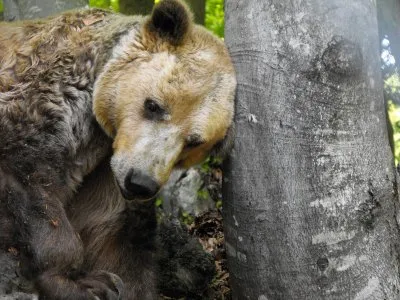 Путин VS Медведев: война кланов. Медвежонка ушли. Часть 5