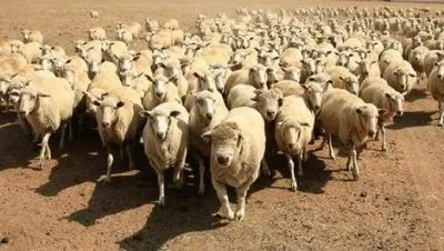 Стадный инстинкт или принцип социального мейнстрима