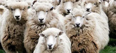 Стадный инстинкт или принцип социального мейнстрима