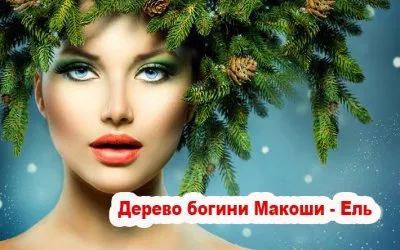 Священные деревья Славян: Дерево богини Макоши - Ель