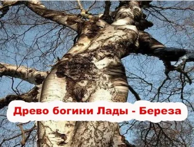Священные деревья Славян: Древо богини Лады - Береза