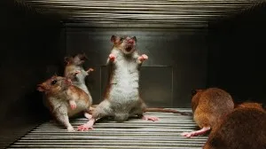 Цивилизация альтруистов против цивилизации каннибалов