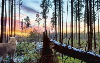 Волки - хранители леса