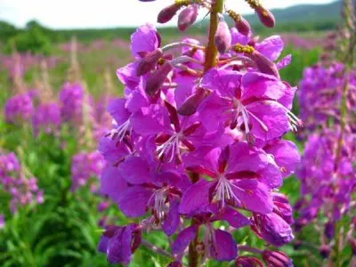 Иван чай исцеляет от многих недугов. Сергей Горшков