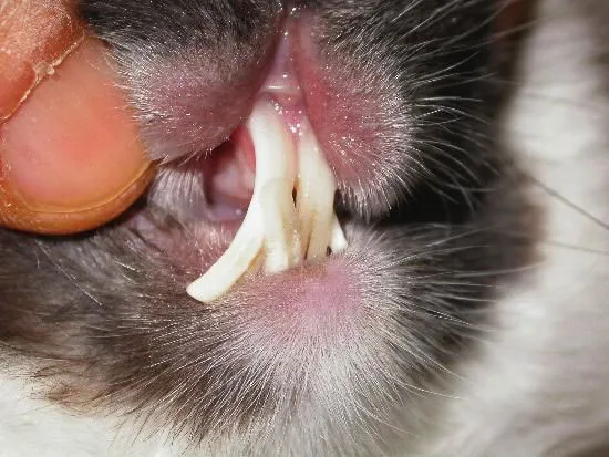 Колядушки. «Жидовский кролик»