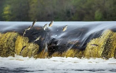 Гибель советского мира – конец света для тёмных.  Природу не обманешь
