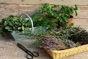 Секреты северных травниц