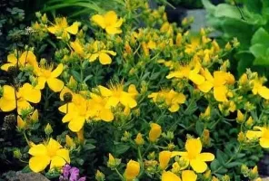 Секреты северных травниц