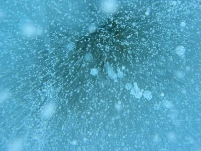 Про бессмертные бактерии