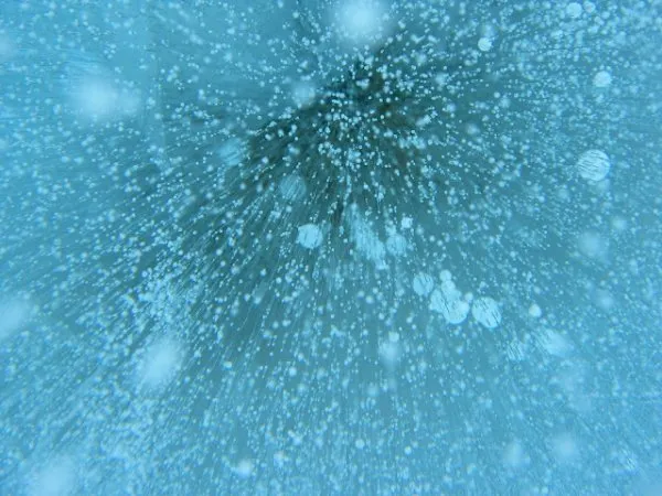 Про бессмертные бактерии