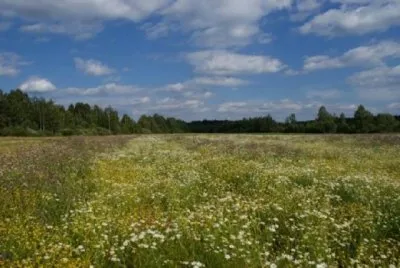 9 регионов, где дают по гектару каждому