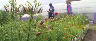 Продразвёрстка