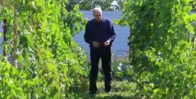 Технологии северного виноградарства