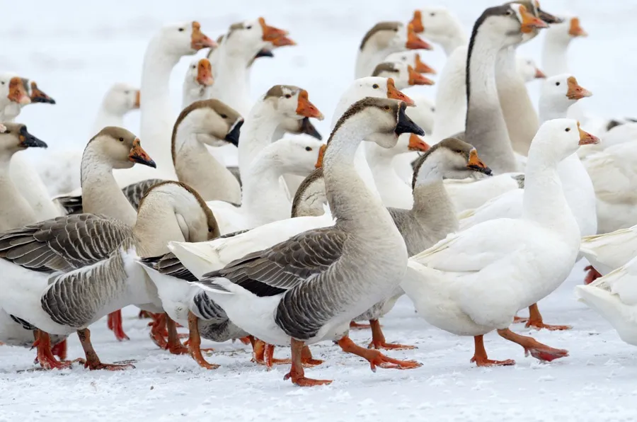 Колядушки. Гуси в гости до Маруси
