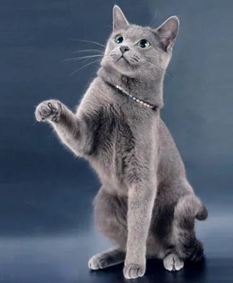 Русская голубая – самая дружелюбная