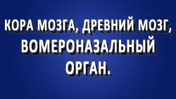Механика мозга: кора мозга, древний мозг, вомероназальный орган.