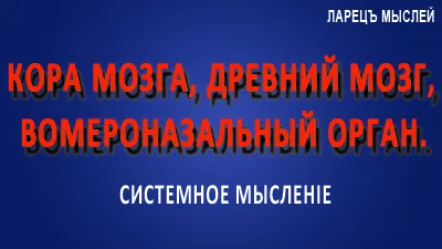 Механика мозга: кора мозга, древний мозг, вомероназальный орган.