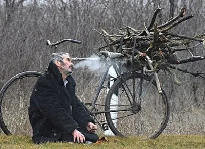 Россиянам разрешат собирать валежник в личных целях