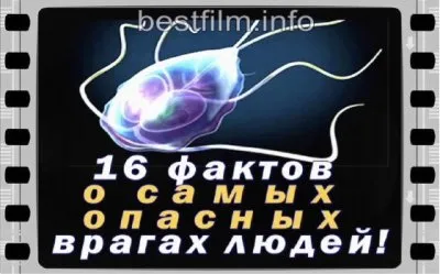 16 фактов о самых опасных врагах людей