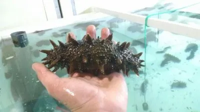 ПОРТОВЫЙ ШТИЛЬ В ЗАКОЛДОВАННОЙ ГАВАНИ: ОТКУДА ЖДАТЬ ПОПУТНОГО ВЕТРА? Часть 2