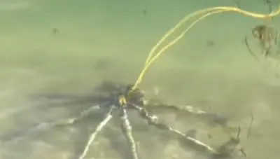 У острова Род-Айленд нашли необычный шар с металлическими ногами