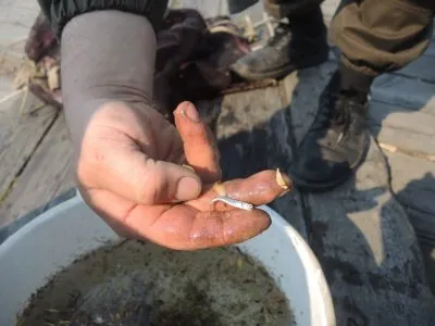 РЫБНЫЙ РАЙ И ЛОСОСЕВЫЕ ИСКУШЕНИЯ. ЧАСТЬ 1