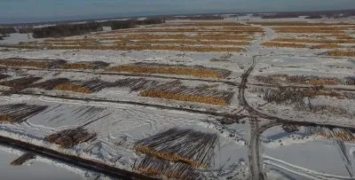 Китайцы уничтожают русские леса Сибири