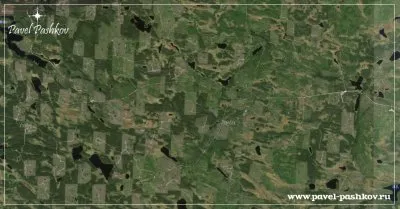 Проблема вырубки леса в Карелии