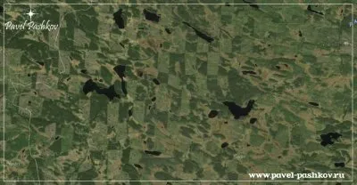Проблема вырубки леса в Карелии