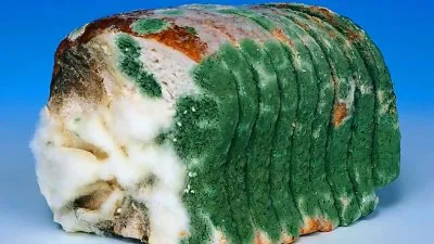 Хлеб как заговор против России. Заговор против нации