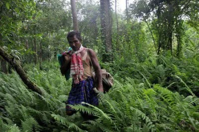 Житель Индии самостоятельно вырастил 550 гектар леса