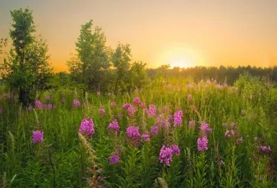 Как самостоятельно приготовить ферментированные чаи из трав