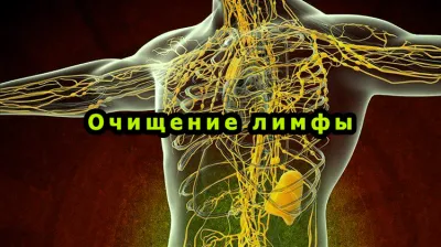 Как очистить лимфу. Очищение лимфы корнем солодки и энтеросгелем + книги о лимфатической системе