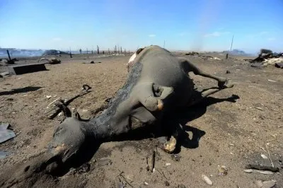 Забайкальский край становится выжженной степью